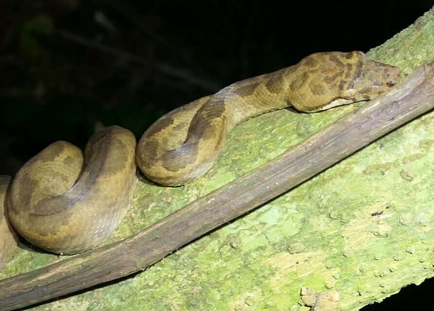 Bibron's Bevel-nosed Boa from Cakaudrove, FJ-NO, FJ on August 10, 2022 ...