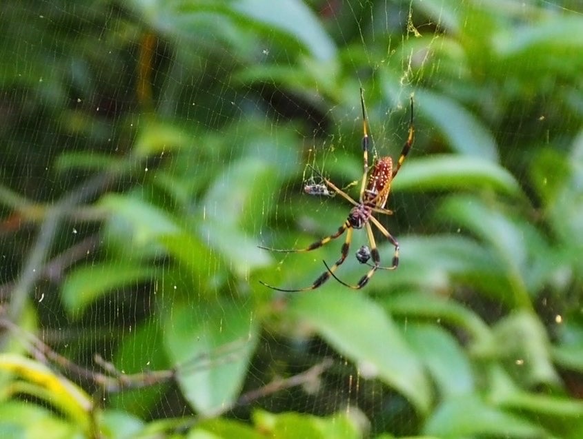 Golden Silk Spider from Moose Trail, Poplarville, MS, US on September 2 ...