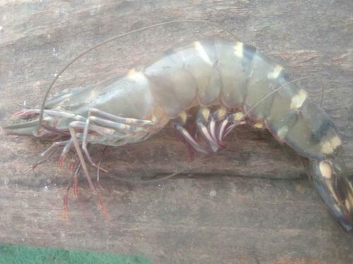 giant tiger prawn