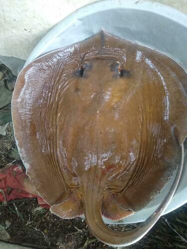 Pearl Stingray