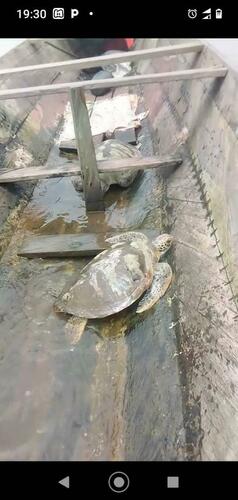 Green Sea Turtle