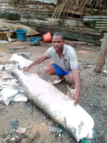 Atlantic Tarpon