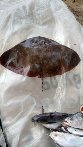 Séret's Butterfly Ray