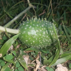 Cucumis anguria image