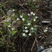 Primula takedana - Photo (c) Bridelia, todos los derechos reservados, subido por Bridelia