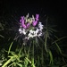 Spider Flower - Photo (c) John David Rinehart, all rights reserved, uploaded by John David Rinehart