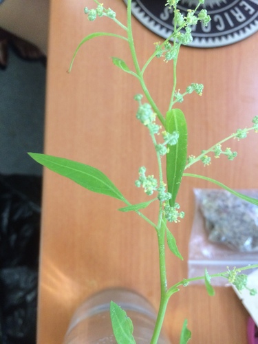 Fogg's goosefoot (Chenopodium foggii)