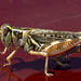 Flabellate Grasshopper - Photo (c) richard, all rights reserved, uploaded by richard