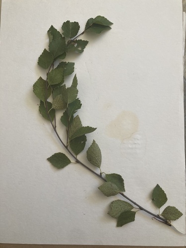 Betula × raymundii