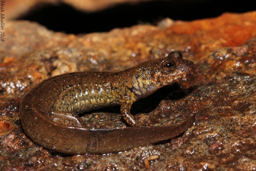 Southern Blackbelly Salamander in October 2016 by captainjack0000 ...