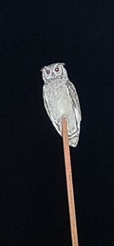Grayish Eagle-Owl
