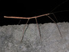 Bacteria Stick Insects - Photo (c) lacey underall, all rights reserved