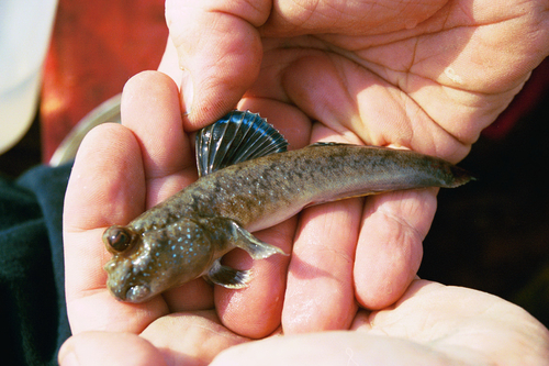 Atlantic Mudskipper