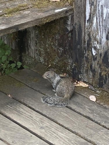 iNaturalist observation photo of Douglas's Ground Squirrel