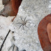 Selenops simius - Photo (c) lacey underall, todos los derechos reservados
