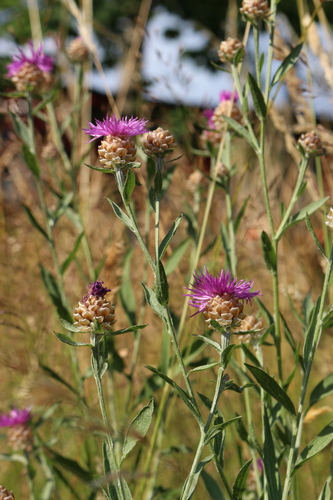 Centaurea jacea