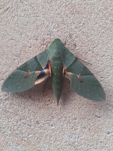 Gaudy Sphinx