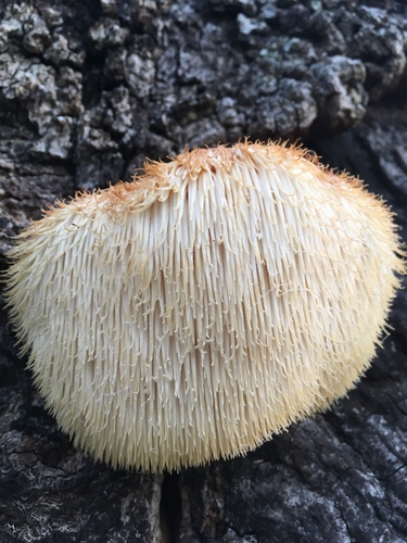 lion's-mane mushroom