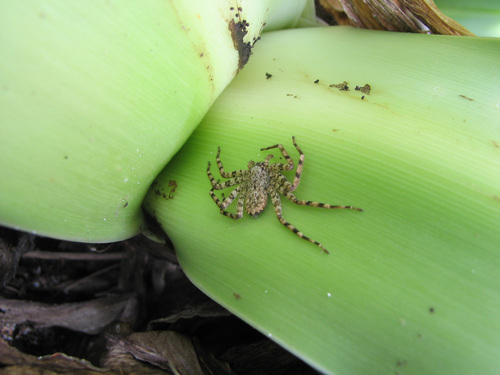 Selenops souliga · iNaturalist