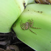 Selenops souliga - Photo (c) lacey underall, todos los derechos reservados