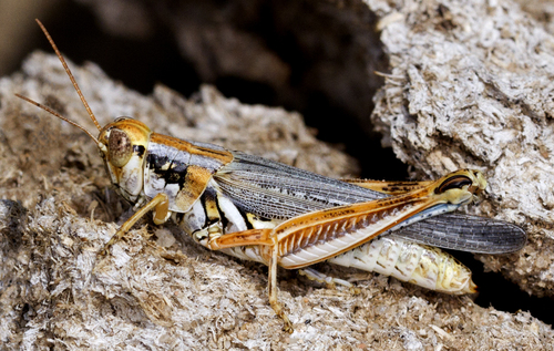Bowditch's grasshopper