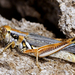 Sagebrush Grasshopper - Photo (c) richard, all rights reserved, uploaded by richard