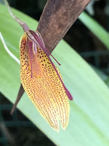 Restrepia metae