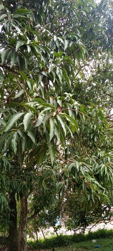 Indian mango