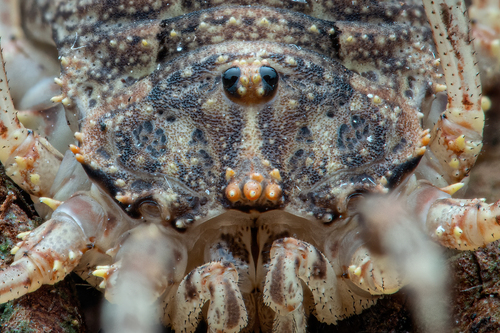 Odiellus spinosus