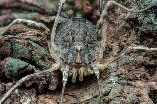 Odiellus spinosus