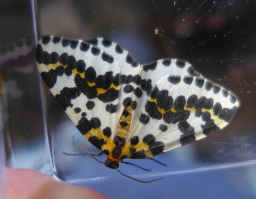 Magpie Moth