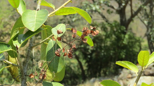 Serjania ampelopsis