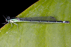 Image of Anisagrion allopterum