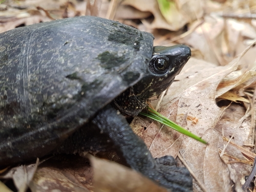 Eastern Musk Turtle