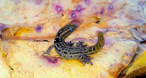 Big-scaled least gecko