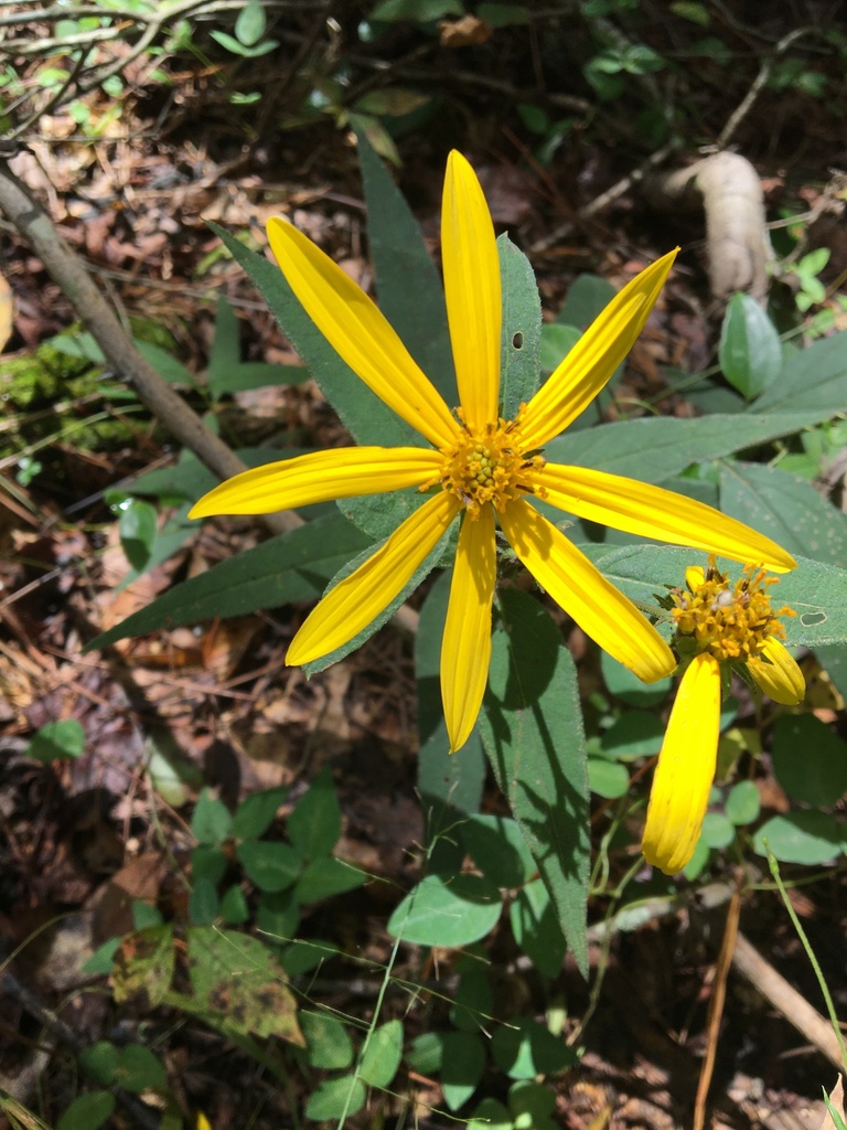 woodland sunflower from Tallahassee, FL, US on September 2, 2022 at 12