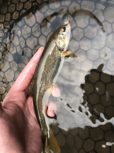 iNaturalist observation 2022-09-03