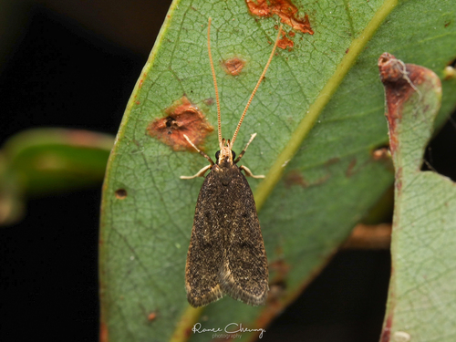 Lecithocera micromela (Lower, 1897)