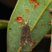Lecithocera micromela - Photo (c) Rance Cheung, todos los derechos reservados, subido por Rance Cheung