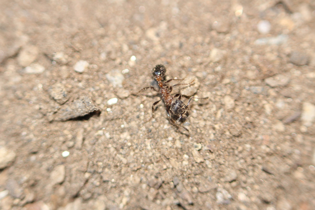 13 Febbraio 1854. Il Commodoro Matthew C. Perry, Ammiraglio - Foto 11