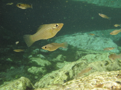 Yucatán Molly