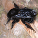 Black-clothed Bumble Bee - Photo (c) gernotkunz, all rights reserved, uploaded by gernotkunz