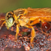 Ziegler's Stingless Bee - Photo (c) gernotkunz, all rights reserved, uploaded by gernotkunz