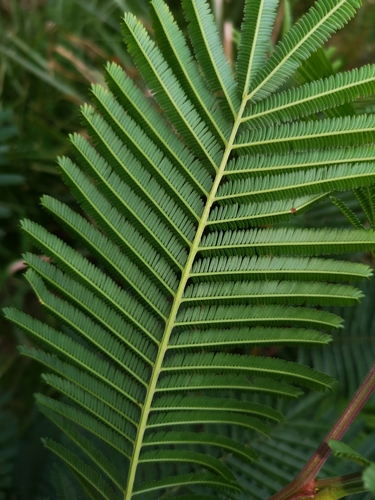 black wattle