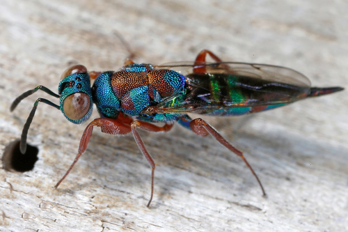 Lycil Insect Family Lyciscidae · iNaturalist