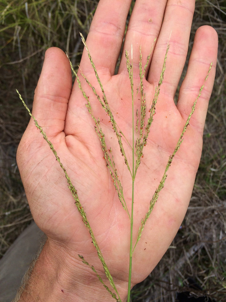 mountain pili (Pohakuloa Training Area) · iNaturalist