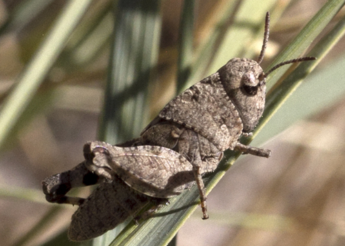 Speckle-winged Rangeland Grasshopper