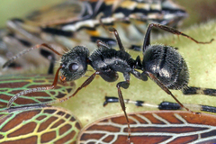 Camponotus novogranadensis image