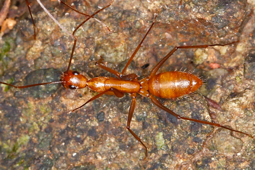 Camponotus obreptivusCamponotus obreptivus