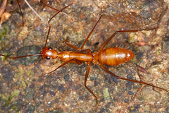 Image of Camponotus obreptivus